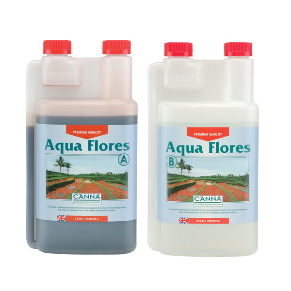 Canna - Aqua Flores A&B