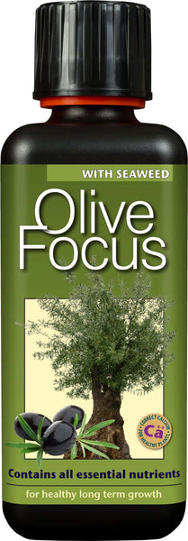 Olive Focus