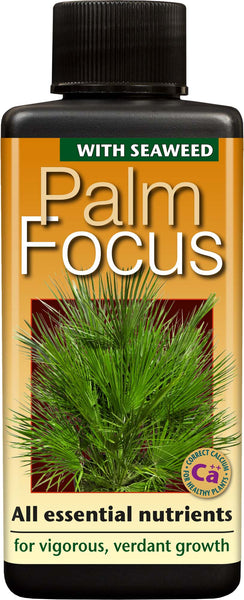 Palm Focus