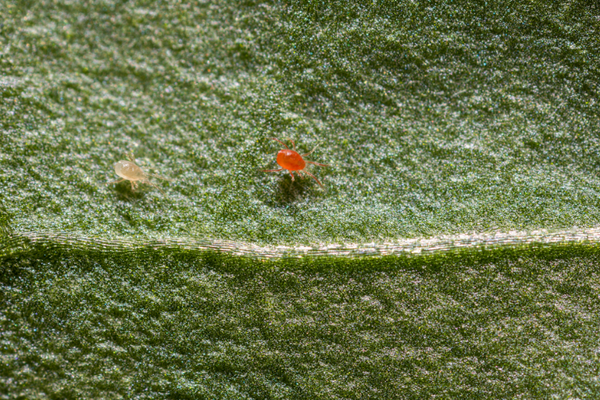 Phytoseiulus persimilis - Spider Mite Curative System (Predators)