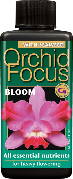 Orchid Focus - Bloom